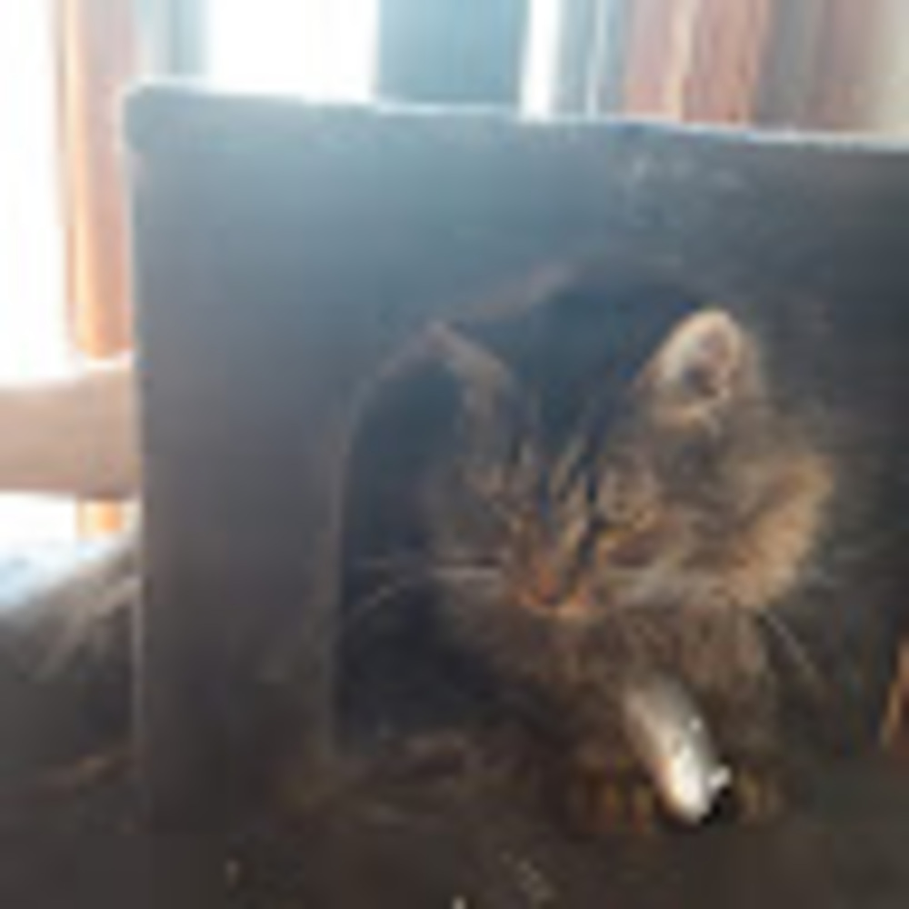 Meet your Posher, Elizabeth